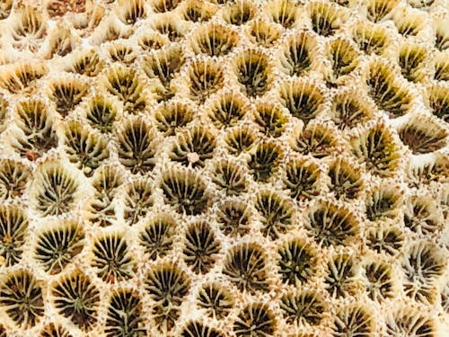 Imagine de stoc gratuită din forme de tipar, natură, recife marine