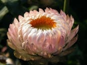 White Multipetal Flower