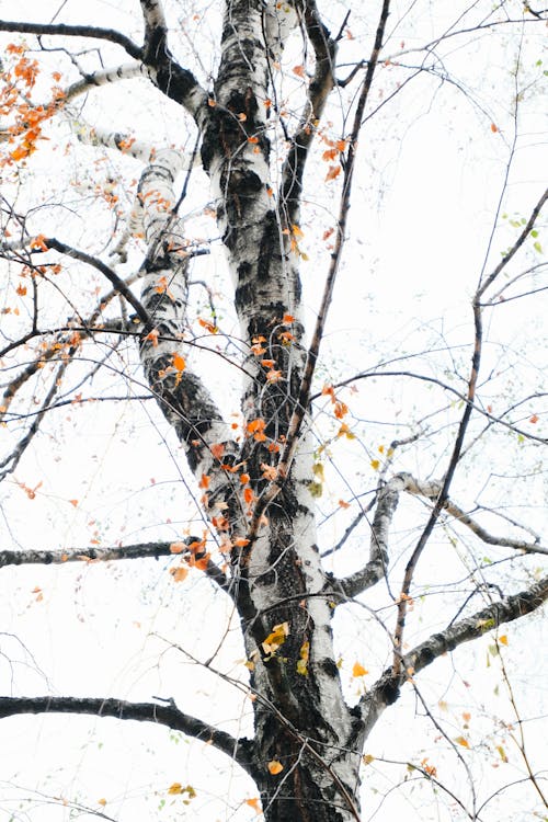 ağaç, dal, dar açılı çekim içeren Ücretsiz stok fotoğraf