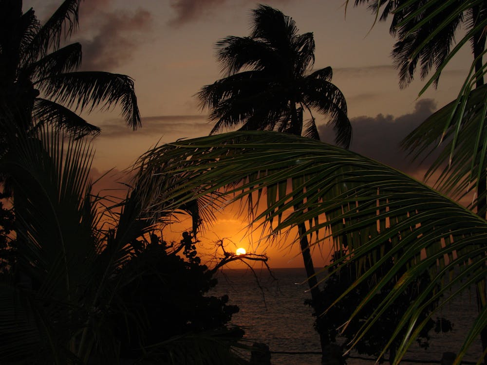 免費 日落時除了水體外的coconut Tree 圖庫相片
