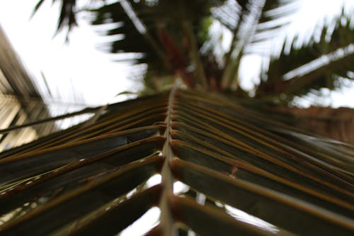 Foto d'estoc gratuïta de fulla de palma, fulles de palmera, palmell