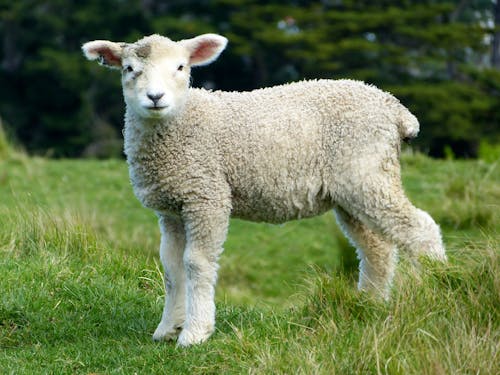 sheep-white-lambs-goats-59863.jpeg?auto=compress&cs=tinysrgb&dpr=1&w=500