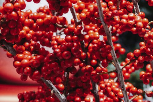 ilex verticillata, winterberry, オーガニックの無料の写真素材