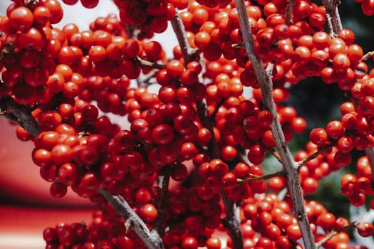 Red berries of winterberry on shrub decorative species from North America growing in natural environment