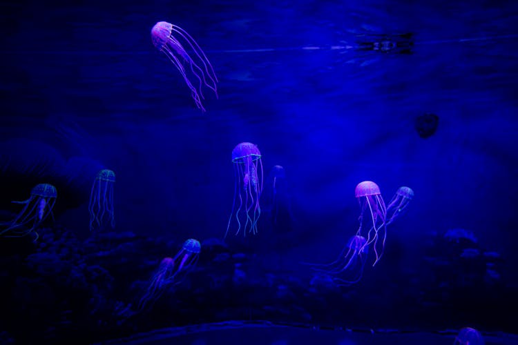 Jellyfish In An Aquarium