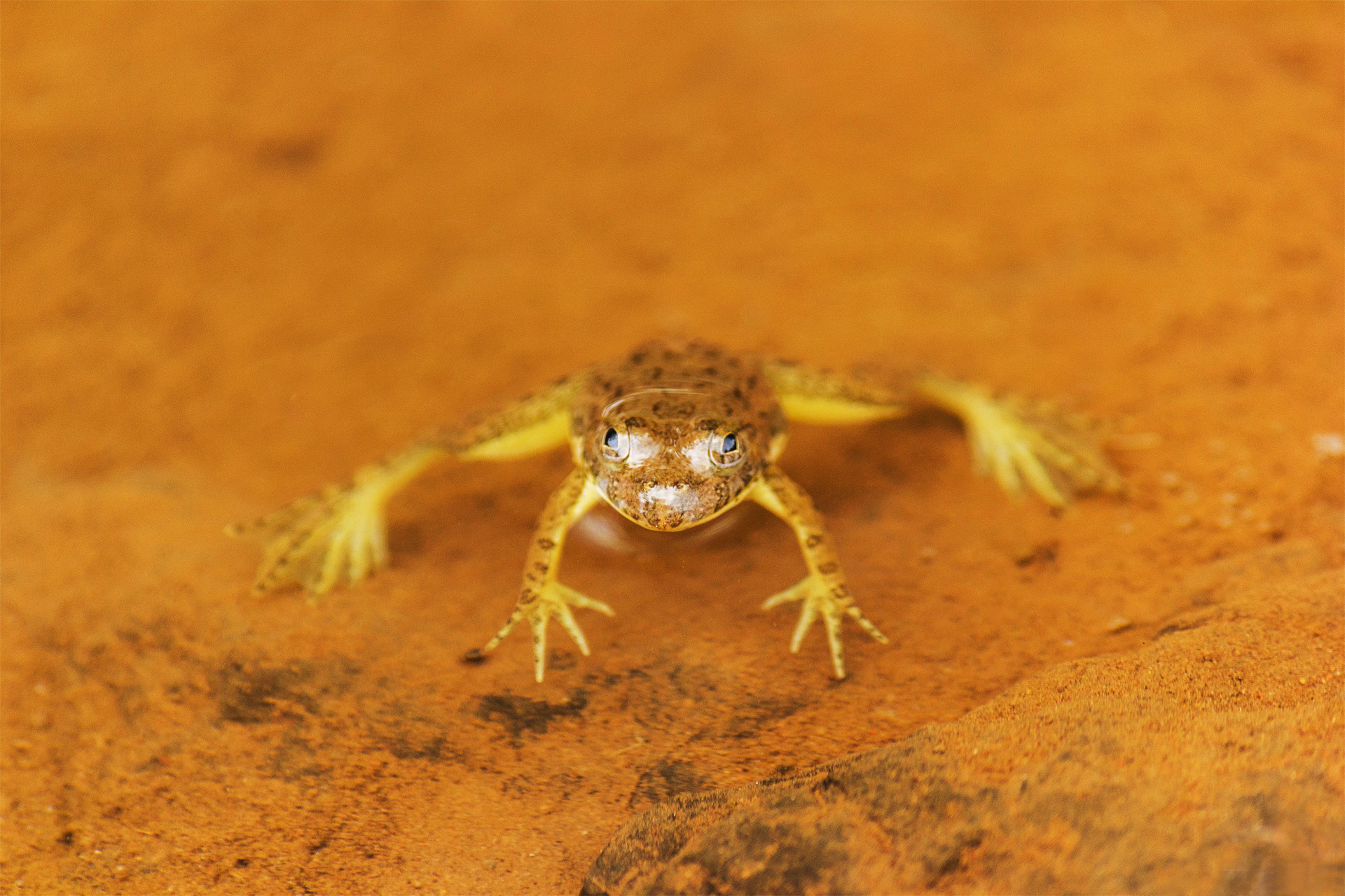 Close-up image of a frog on a rust-colored surface. Captured in Aatekar Vasti, India.