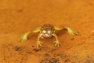 Brown and Black Frog on Brown Soil