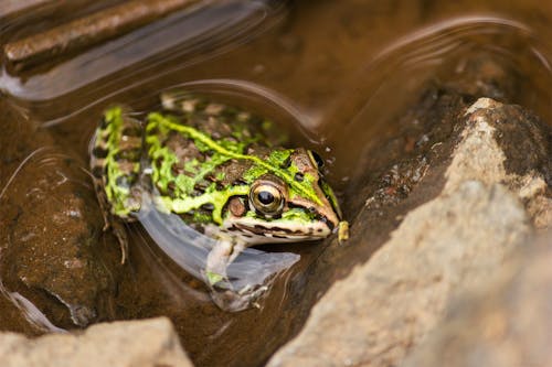 Free Green Frog on Water Beside a Rock Stock Photo