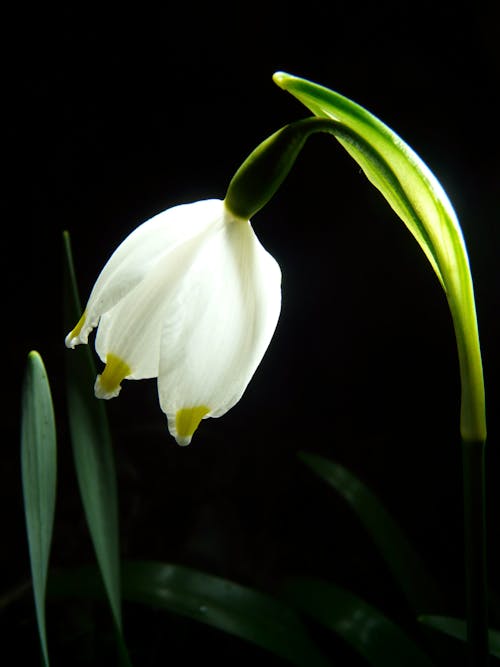無料 白い花の低照度写真 写真素材
