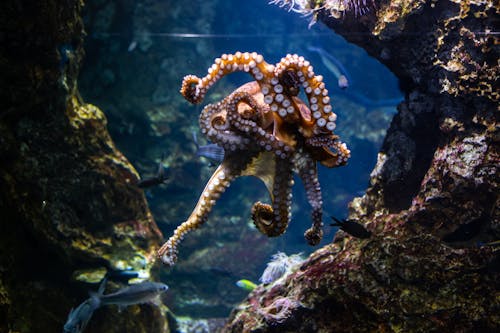 Free Octopus in the Water Near the Coral Reefs Stock Photo