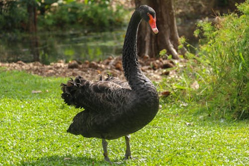A Black Goose Walking on the Green Grass