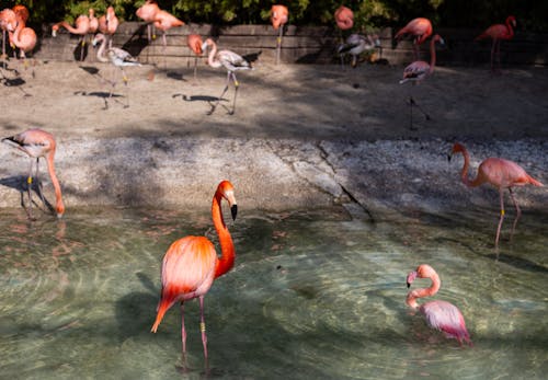 Pink Flamingos on Lake Water