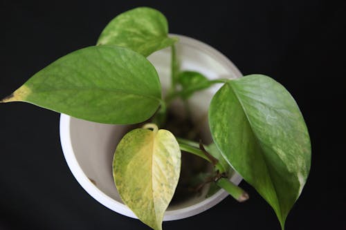 Green Plant in White Pot