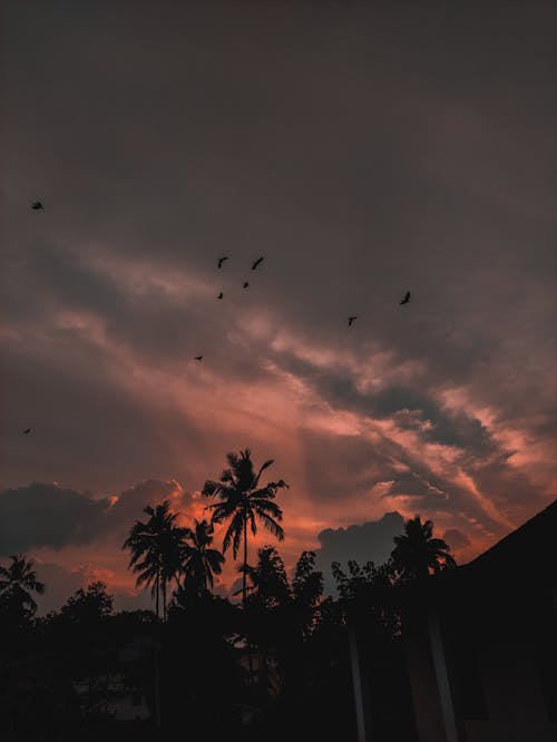 Silhouette of Trees and the Birds Flying in the Sky