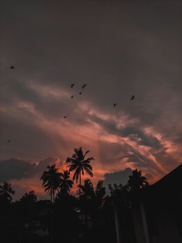 Stunning silhouette of palm trees and birds against a dramatic sunset sky, capturing the essence of a serene evening.