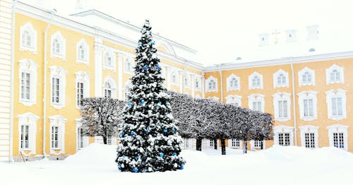 Foto d'estoc gratuïta de arbre de Nadal, blanc, cobert de neu