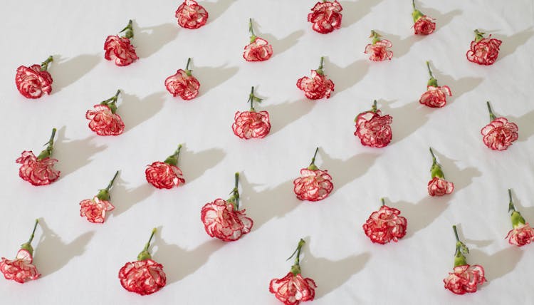 Red And White Flowers Placed On White Background