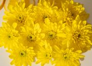 From above closeup of bright yellow chrysanthemum flowers composed in lush bouquet in daylight