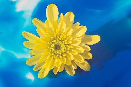 Bunga Kuning Cerah Dengan Latar Belakang Biru