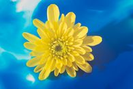 Bright yellow blossom on blue background
