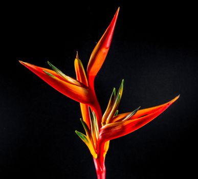 Heliconia tropical flower delivery Brazil
