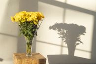 Bouquet of bright yellow chrysanthemums in glass vase casting shadow on wall in daylight