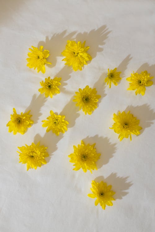 Flat lay arrangement of buds of flowers with yellow petals placed under bright sunlight while casting shadow on white background