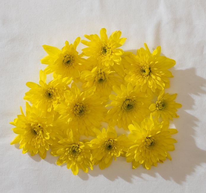 Bouquet of delicate flowers with yellow petals placed on white background in sunlight while casting shadow on surface