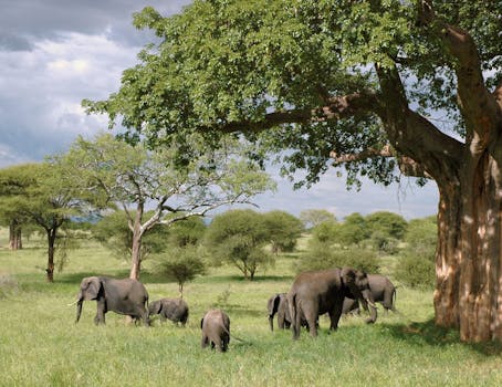 一群非洲象在大树下吃草，周围是充满生机的绿色草原
