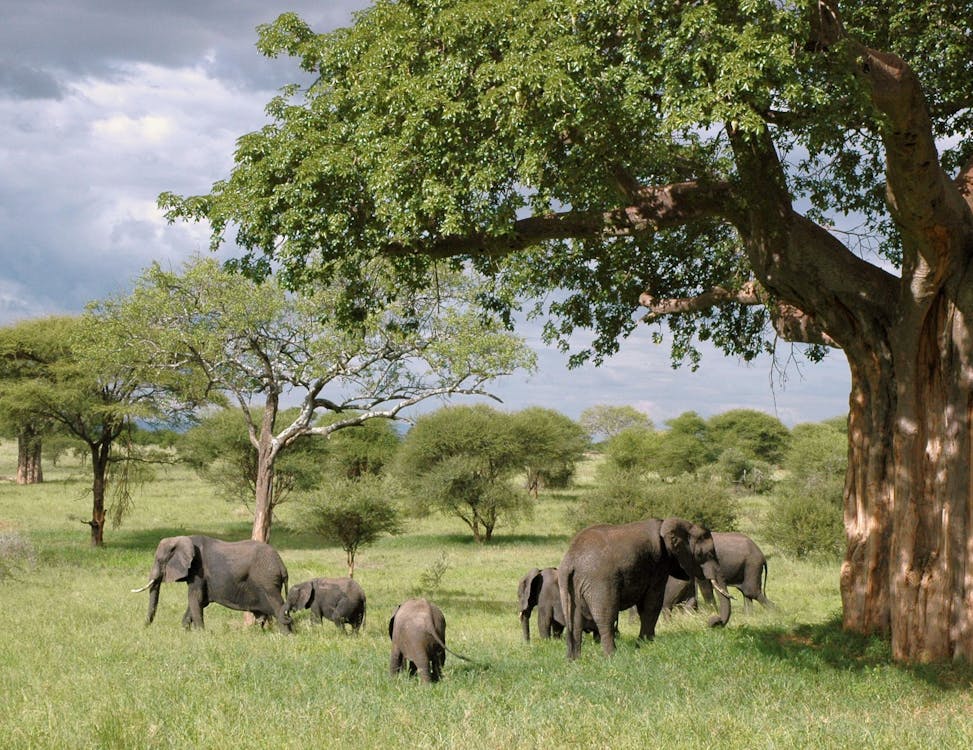 無料 昼間の緑の芝生のフィールドの緑の木の下で灰色の象の群れ 写真素材