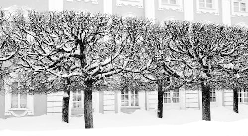 De franc Foto d'estoc gratuïta de arbres nus, blanc, cobert de neu Foto d'estoc