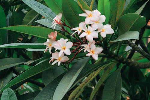 Fotobanka s bezplatnými fotkami na tému frangipani, kvet ovocného stromu, lupene