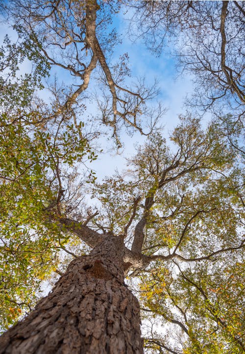 Foto d'estoc gratuïta de alt, arbre, branques