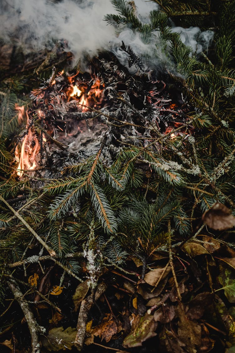 Burning Leaves On The Ground