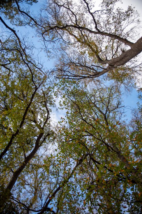 Free Looking up at a peaceful tree canopy against a clear blue sky. Stock Photo