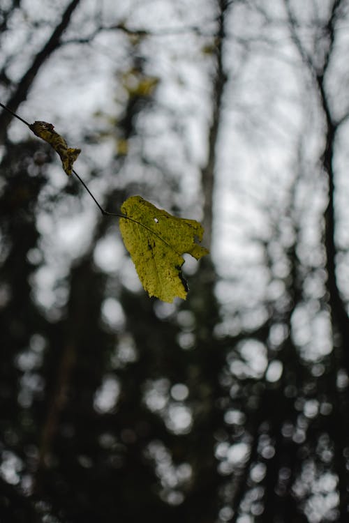 Free Close-up of a Hanging Green Leaf Stock Photo