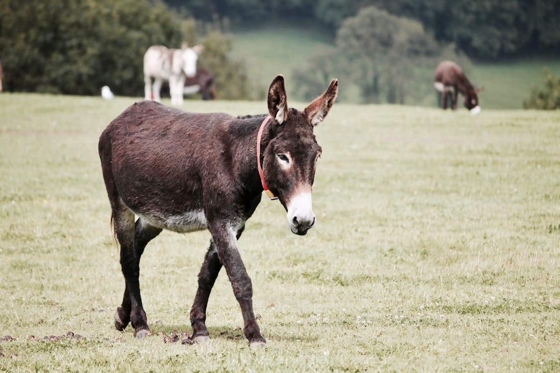 Donkey on Grass Field