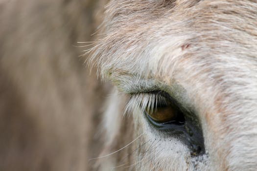 Detailed close-up shot of a donkey's eye and fur, capturing fine details and texture.