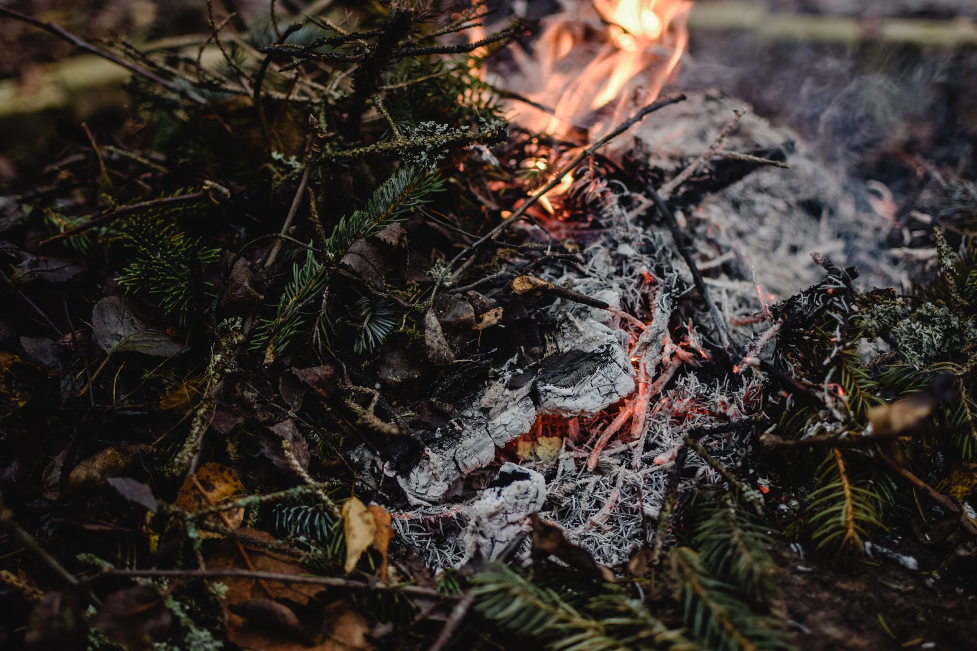 Close-up of Burning Branches