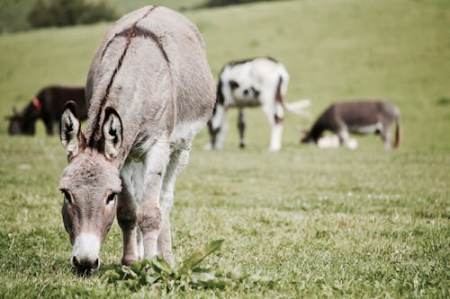 Burros Em Campo De Grama