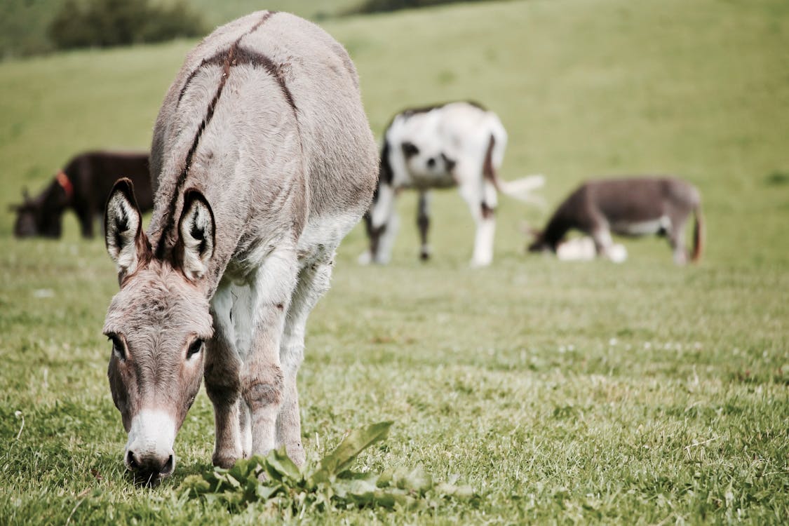 Free Donkeys on Grass Field Stock Photo