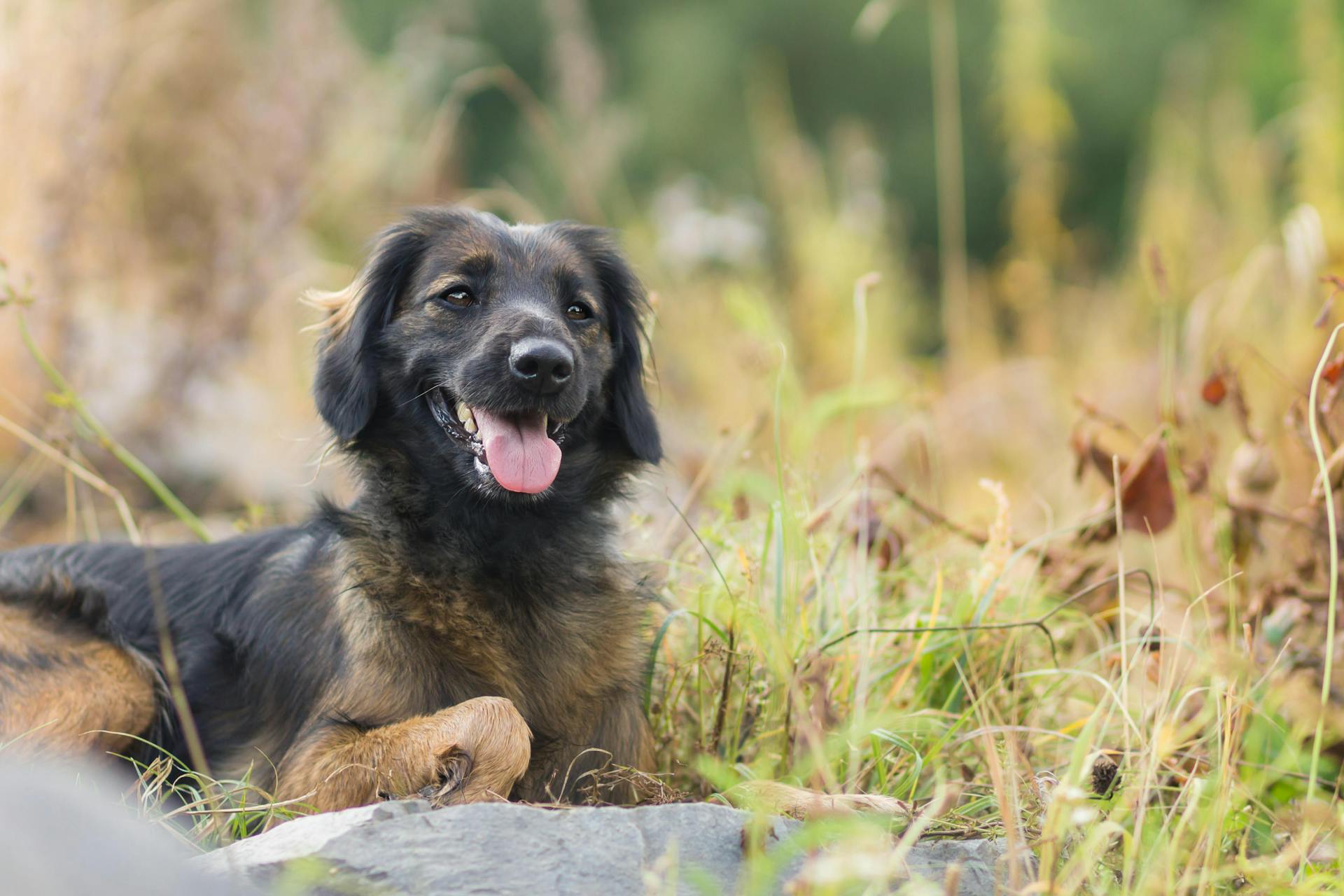 Un chien de race mixte dans l'herbe