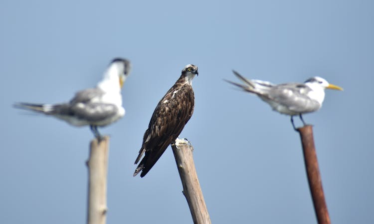 Raptor Ans Seagulls Perching On Stakes