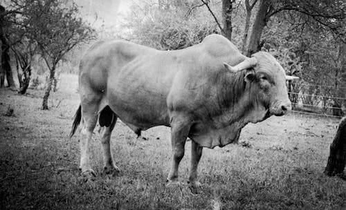 Grayscale Photo of Cow on Grass Field