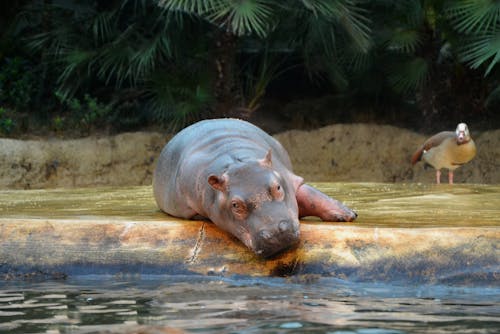 A Resting Hippopotamus