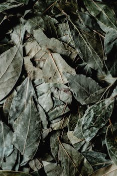 bay leaves image