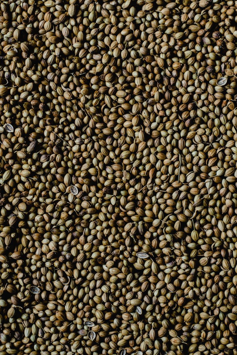 Coriander Seeds