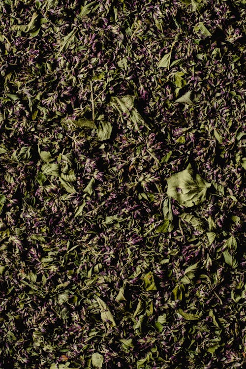Free Close-up of Herbs Stock Photo