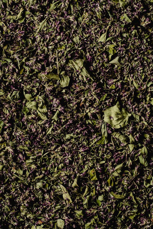 Close-up of Herbs