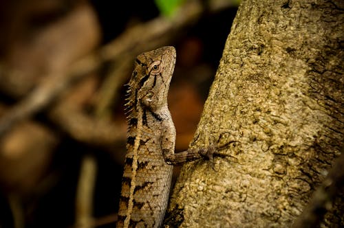 

A Close-Up Shot of an Oriental Garden Lizard on a Tree